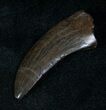 Gorgeous Nanotyrannus Tooth - Montana #12929-2
